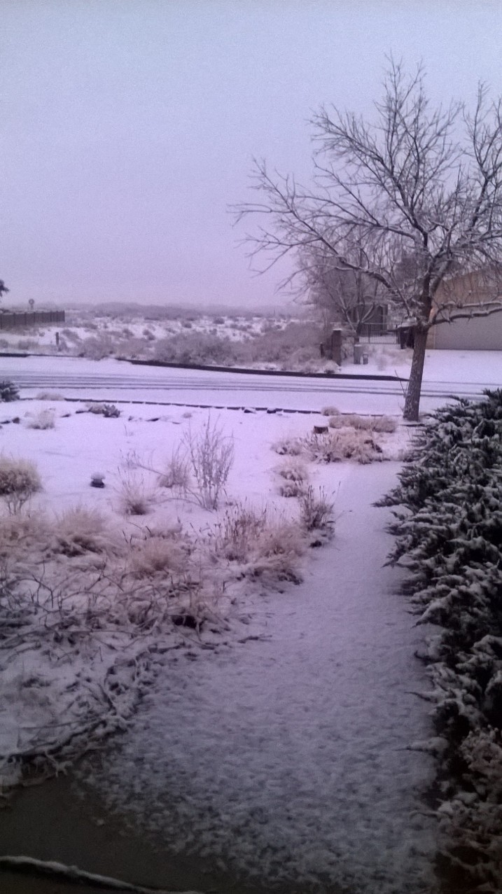 Front yard on New Year's Day